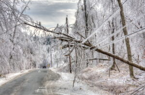 power-lines-downed-by-tree-during-snowstorm